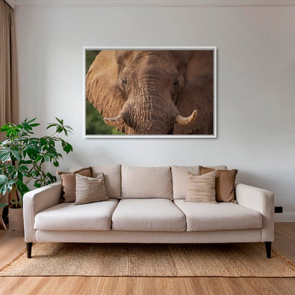 Bull