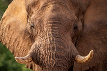 Charger l&#39;image dans la galerie, Bull
