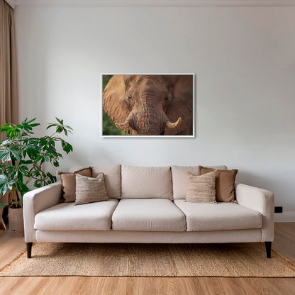Bull