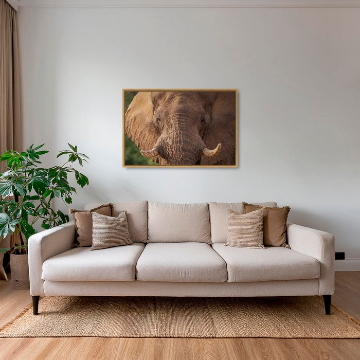 Bull
