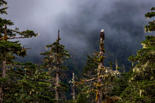 Charger l&#39;image dans la galerie, Embleme
