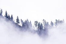 Charger l&#39;image dans la galerie, Arbres supendus
