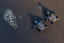 Charger l&#39;image dans la galerie, Seules au monde
