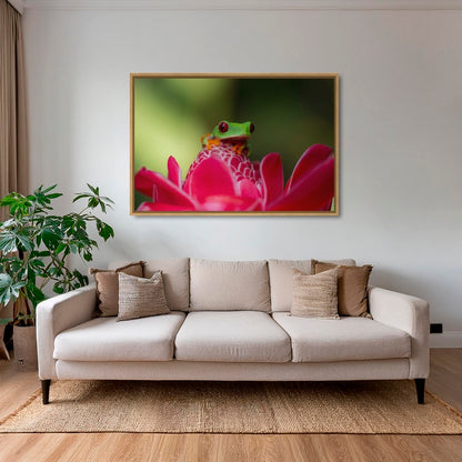 La rainette et la rose