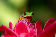 Charger l&#39;image dans la galerie, La rainette et la rose
