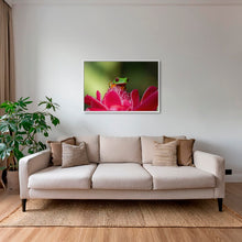 Charger l&#39;image dans la galerie, La rainette et la rose
