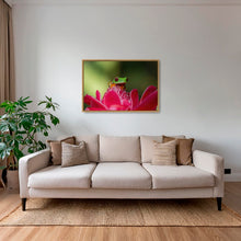 Charger l&#39;image dans la galerie, La rainette et la rose
