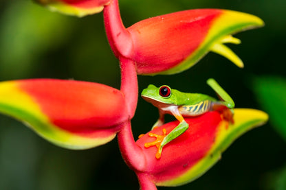 Rainette et Heliconia
