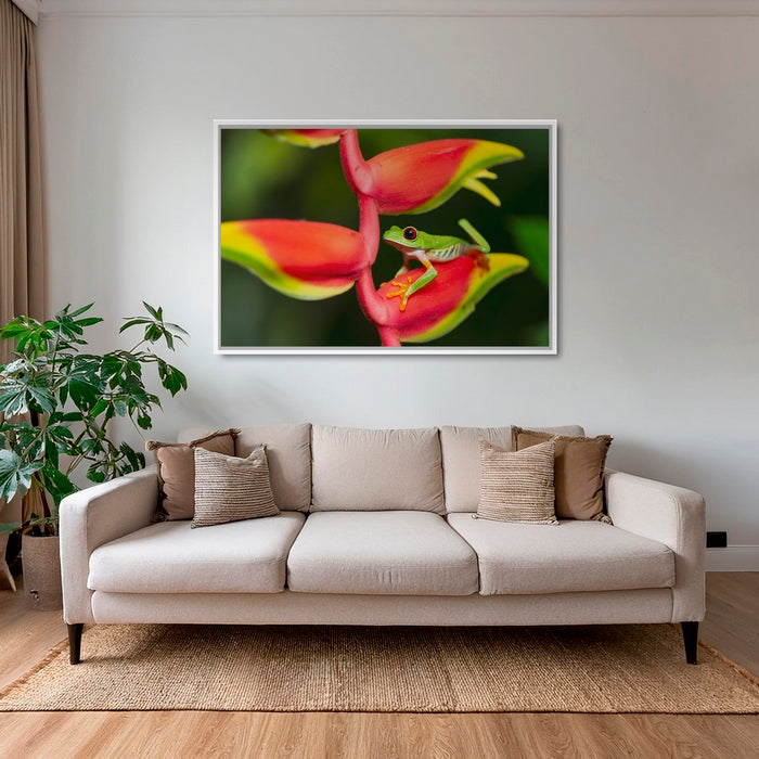 Rainette et Heliconia