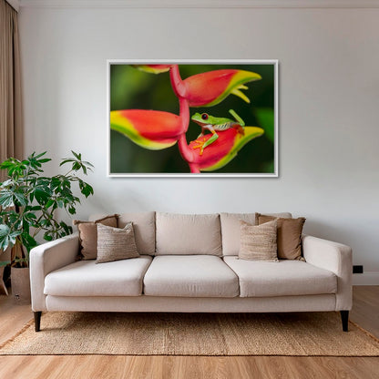 Rainette et Heliconia