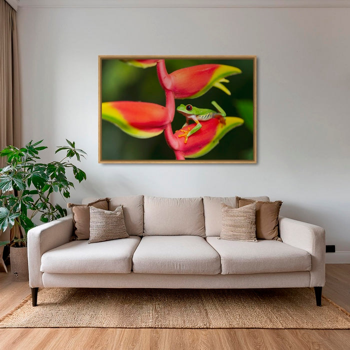 Rainette et Heliconia