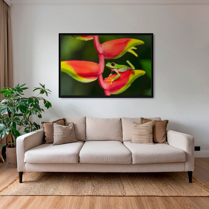 Rainette et Heliconia