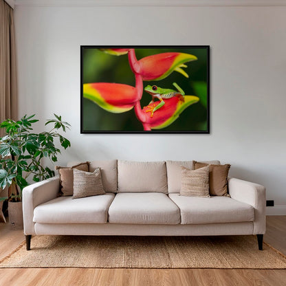 Rainette et Heliconia
