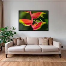 Charger l&#39;image dans la galerie, Rainette et Heliconia
