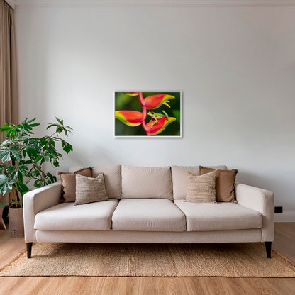 Rainette et Heliconia