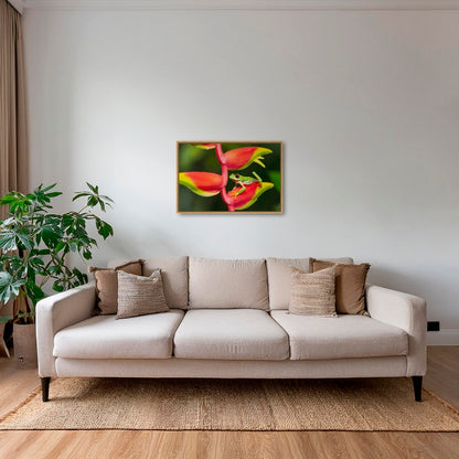 Rainette et Heliconia