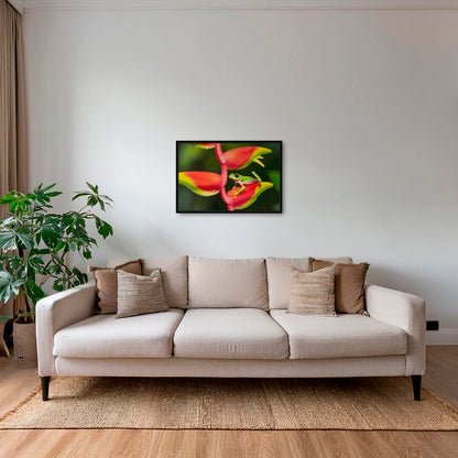 Rainette et Heliconia