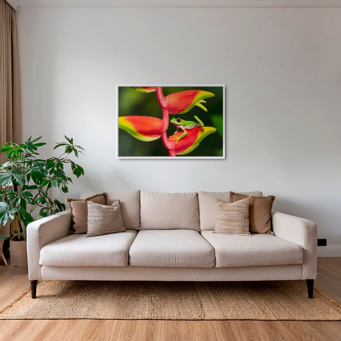 Rainette et Heliconia