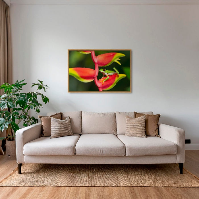 Rainette et Heliconia