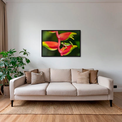 Rainette et Heliconia