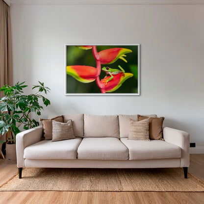 Rainette et Heliconia