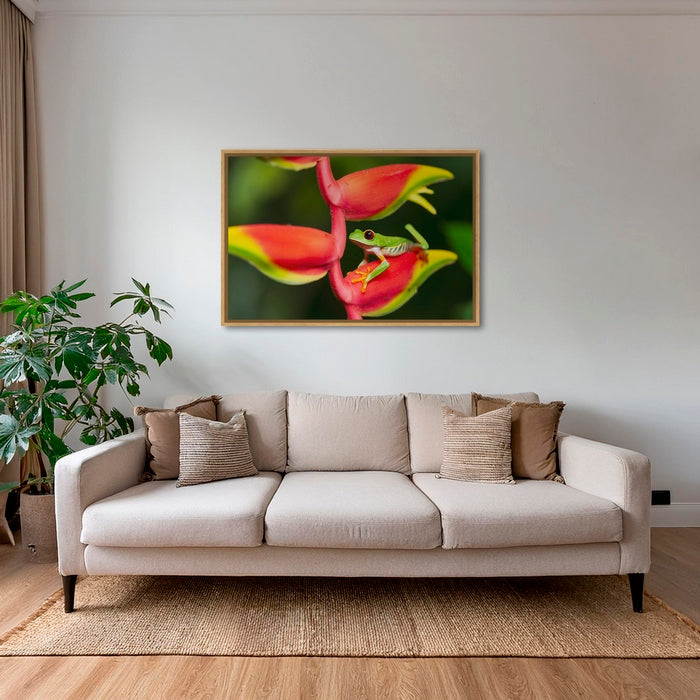 Rainette et Heliconia