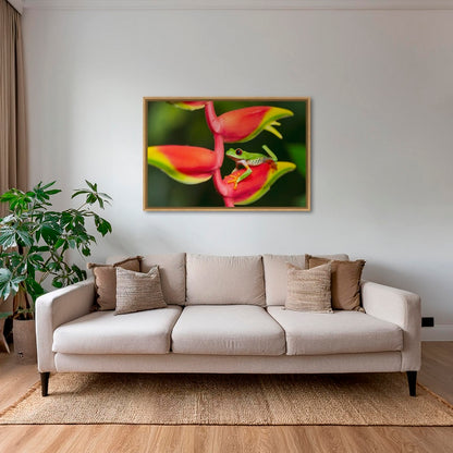 Rainette et Heliconia