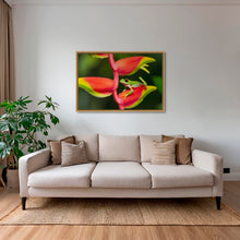 Charger l&#39;image dans la galerie, Rainette et Heliconia
