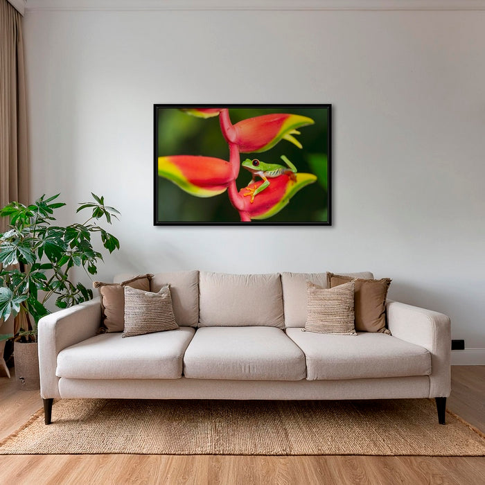Rainette et Heliconia