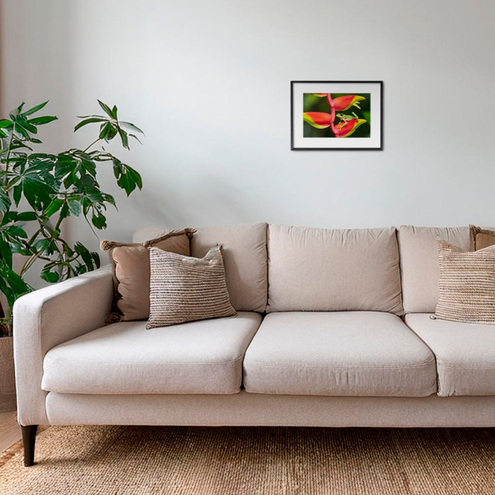 Rainette et Heliconia