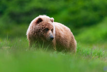 Charger l&#39;image dans la galerie, Teddy la peluche 2
