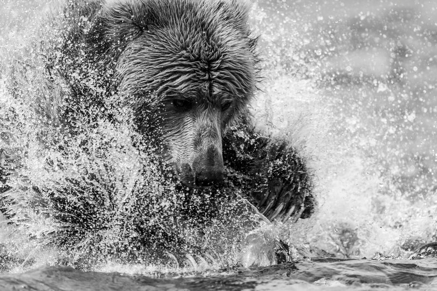 Toutes griffes dehors