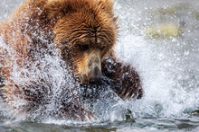 Charger l&#39;image dans la galerie, Toutes griffes dehors 2
