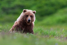 Charger l&#39;image dans la galerie, Teddy la peluche

