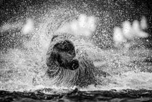 Charger l&#39;image dans la galerie, Bob se sèche 2
