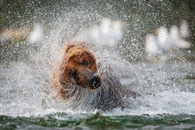 Charger l&#39;image dans la galerie, Bob se sèche
