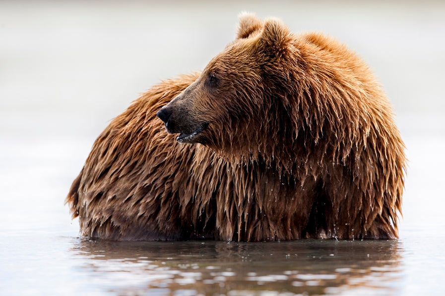 Le bain de Teddy