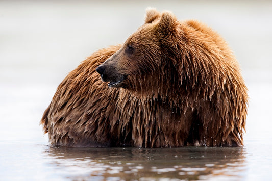Le bain de Teddy