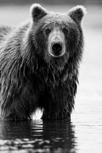 Charger l&#39;image dans la galerie, Teddy
