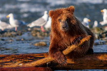 Charger l&#39;image dans la galerie, Cliff
