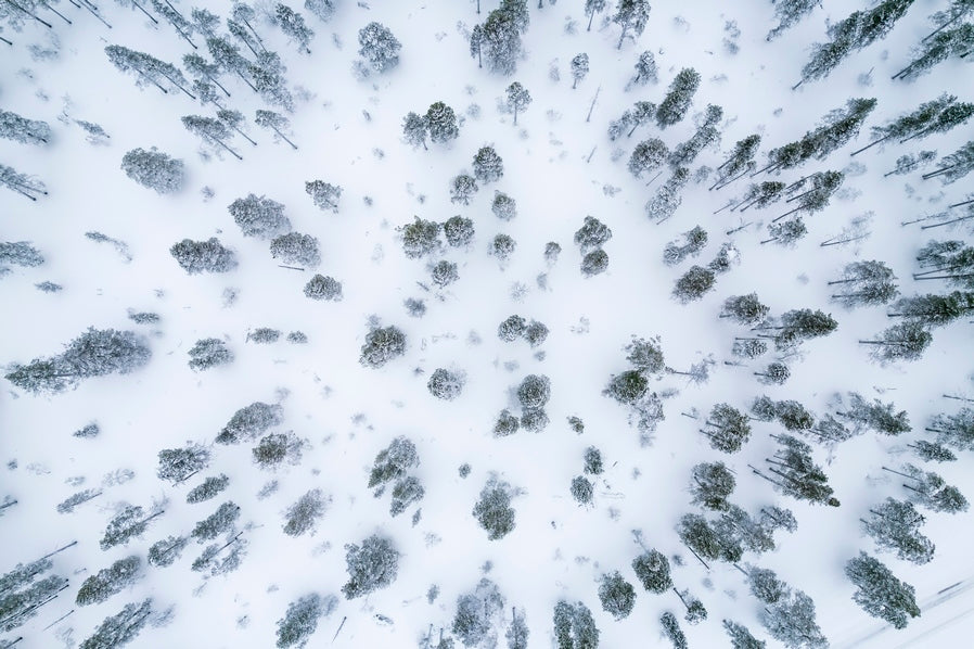 Forêt septentrionale