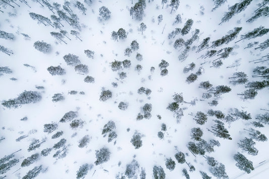 Forêt septentrionale