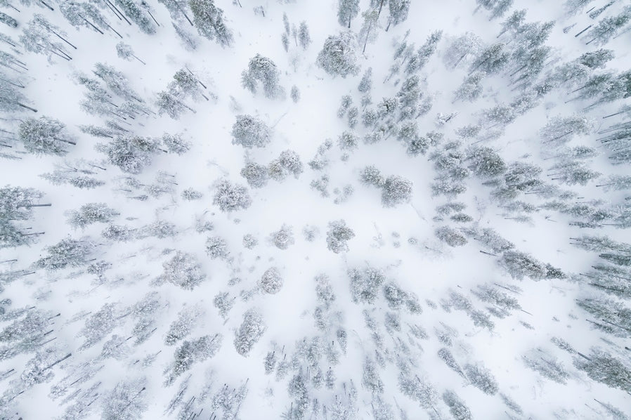 Forêt septentrionale 2