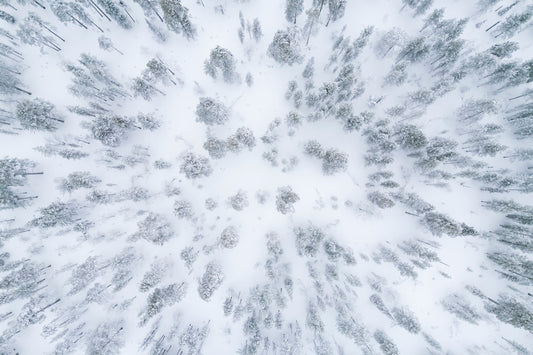 Forêt septentrionale 2