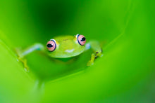 Charger l&#39;image dans la galerie, Verte
