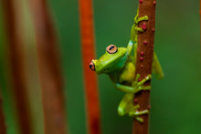 Charger l&#39;image dans la galerie, Verte perchée
