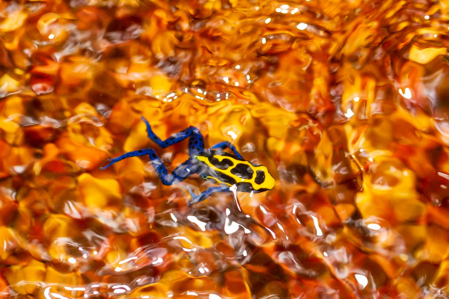 Dendrobate abstrait