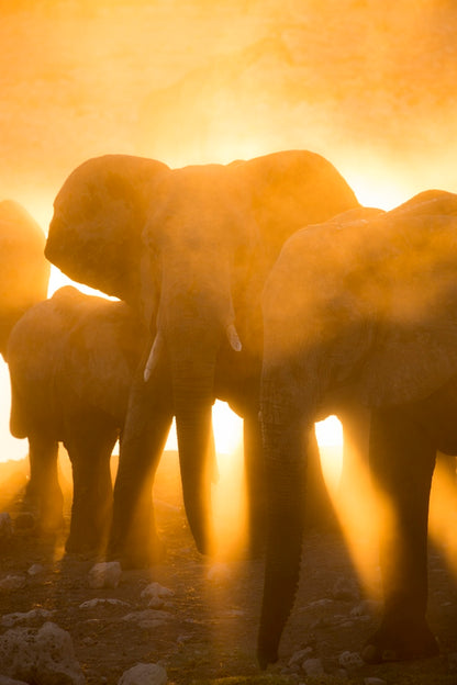 Lumière d'or au trou d'eau