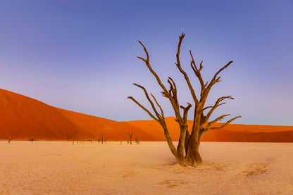 Douce lumière sur le Deadvlei