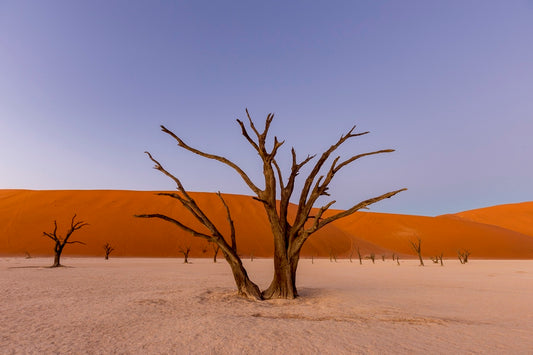Douce lumière sur le Deadvlei 4